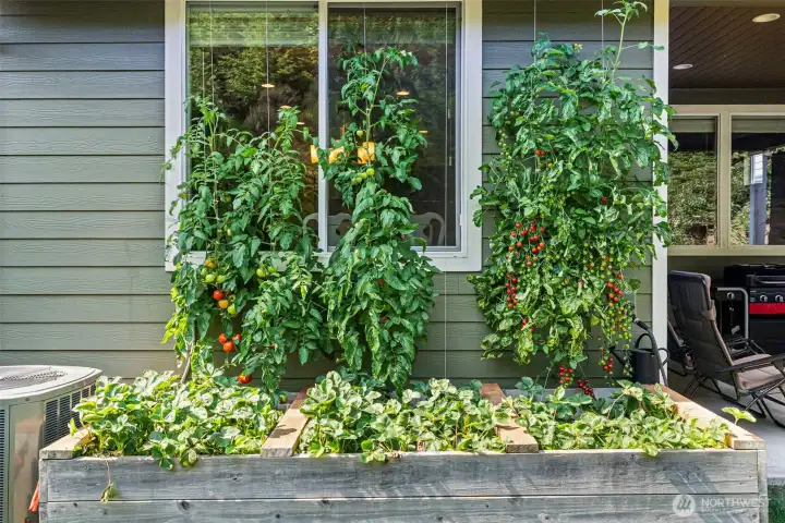 Garden has many producing fruits