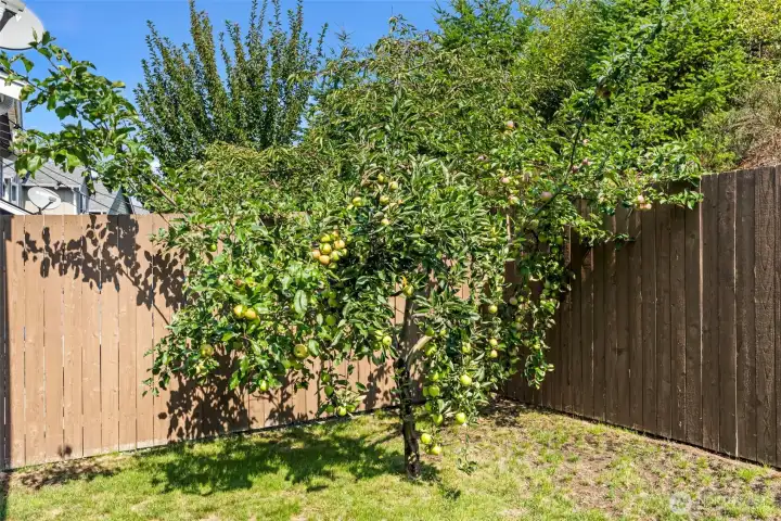 Producing Apple Tree