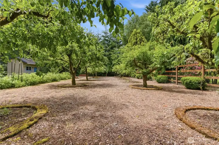 Fruit treed back area fenced in