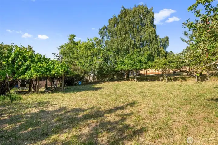Orchard Orchard