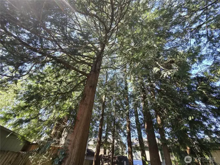 One look up shows you the Verdant Canopy; keep it as is, or thin it out for even more sunshine.