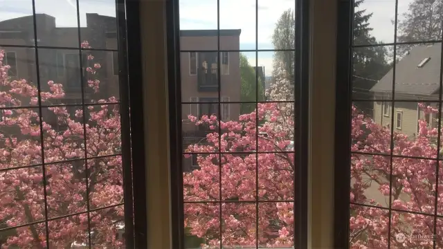 And springtime cherry blossoms!
