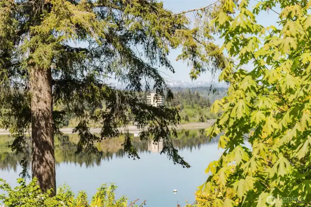 Looking through the trees from the backyard.
