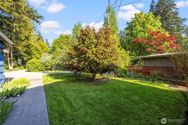 Looking towards the front yard. Fig Tree and Apple Tree