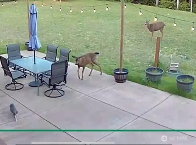 dear playing with kitty cat looking from master bedroom