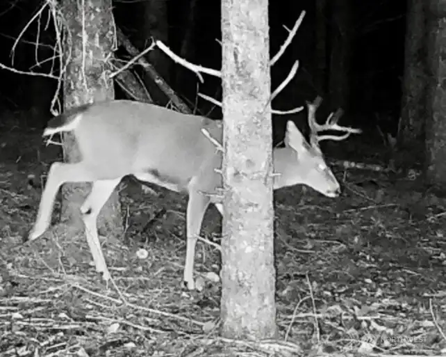 walking through at night