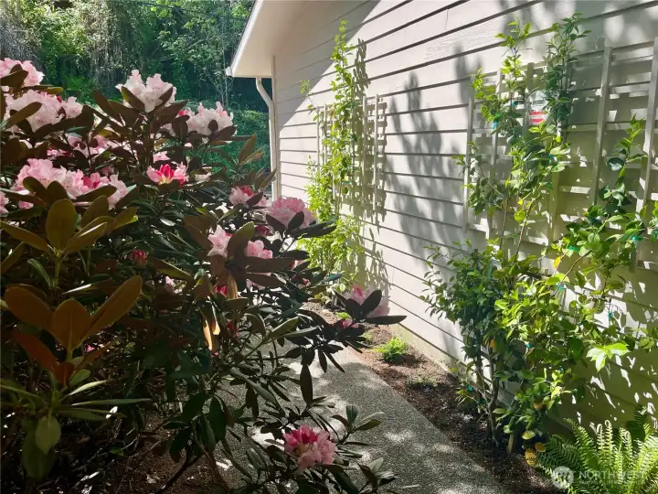 Rhododenddrons and camellias frame your private entry.