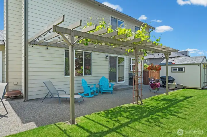 Back yard with grape vines Back yard with grape vines