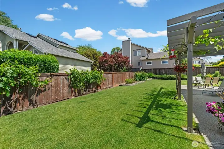 backyard backyard