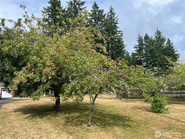 Even bountiful fruit trees.