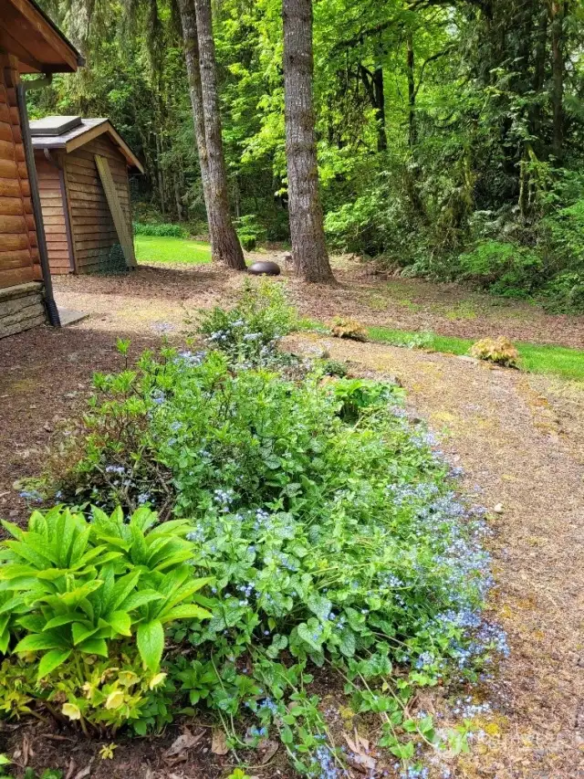 The landscaping is incredibly well planned; here is a shade garden, ideally suited to the light conditions in this spot between the home and an area of taller trees. To the rear you see the storage outbuilding which contains the well pump.