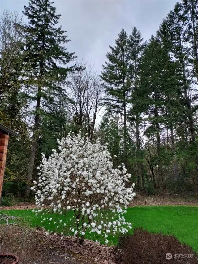 Springtime will bring blooms to this gorgeous flowering magnolia. Nearby there is also a lovely shade garden you'll enjoy and cherish.