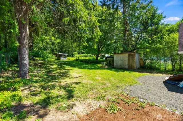 Back yard