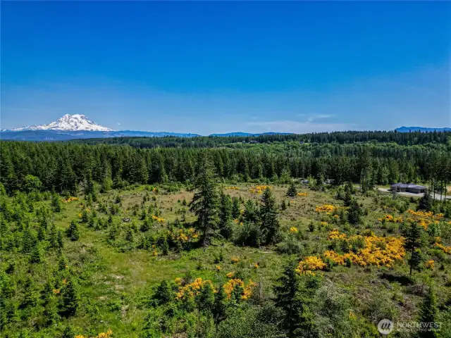 Mt. Rainier View Potential with Timber Harvest