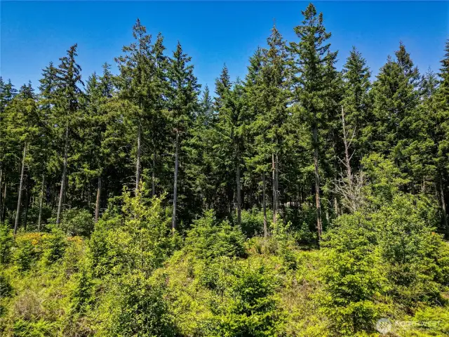 9.5 Acres of Marketable Timber