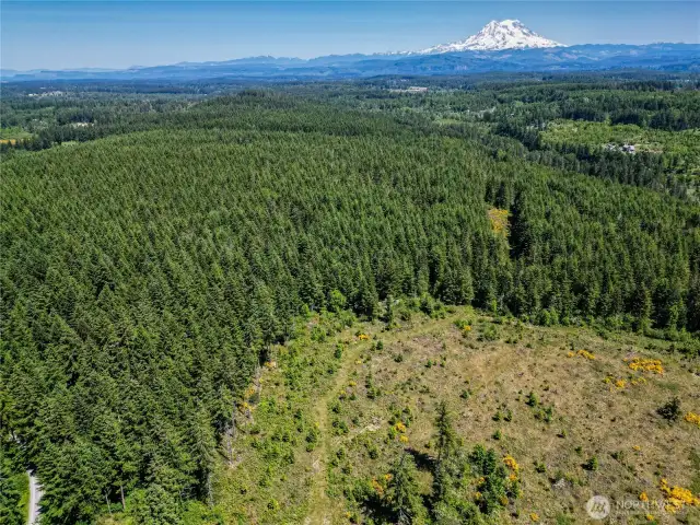 Mt. Rainier View Potential with Timber Harvest