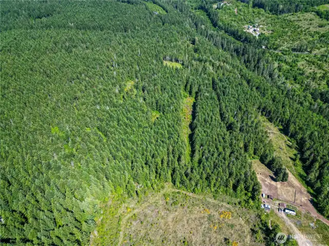 9.5 Acres of Marketable Timber
