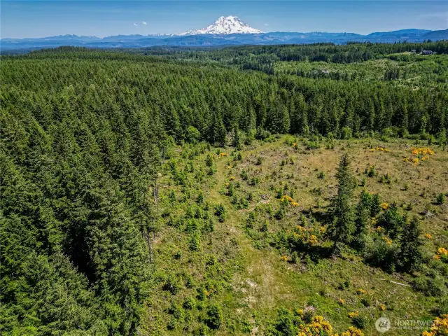 Mt. Rainier View Potential with Timber Harvest