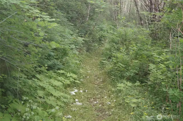 Trail