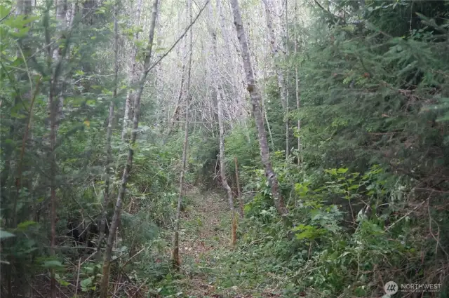 Trail
