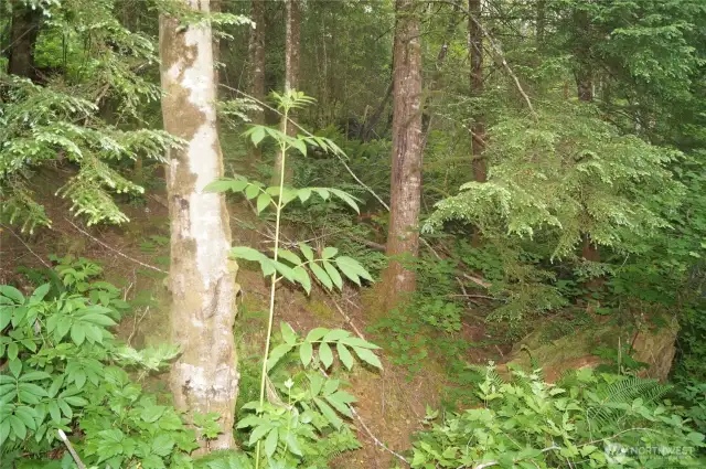 Scattered conifer