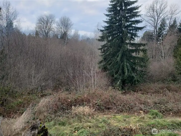 Part of the 5 Acres behind the Home.