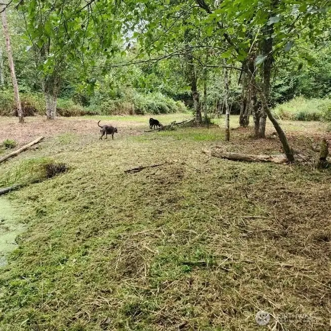 The Pond in the Summer Months. Bring Your Animals