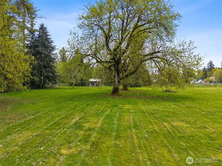 The pasture stretches out beautifully, but what gives this setting so much character is the incredible variety of trees woven through it. Apple, walnut, crabapple, ornamental pear, chestnut, locust, willow, aspen, maples including majestic big-leaf maples, it reads almost like a private arboretum. And that matters because mature trees do more than look pretty. They bring shade, habitat, seasonal color, texture, and that established feeling younger properties simply cannot fake. There is something very special about land that has grown into itself. It feels grounded, alive, and just a little magical.