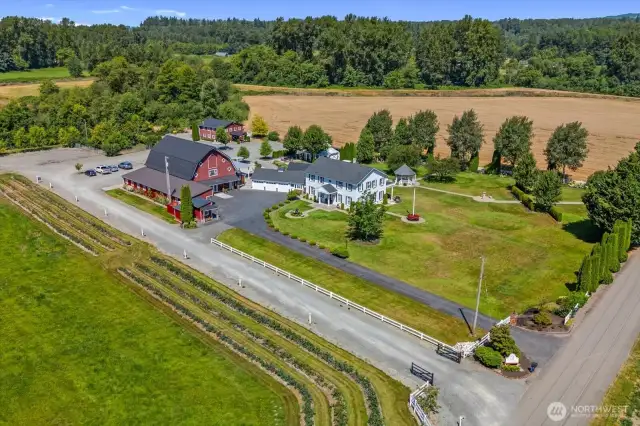 View of wedding venue and rows of mature blueberry plants