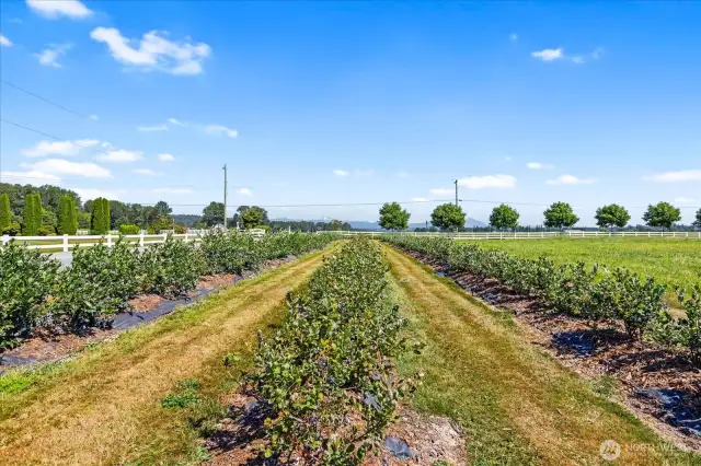 Rows of mature blueberry plants