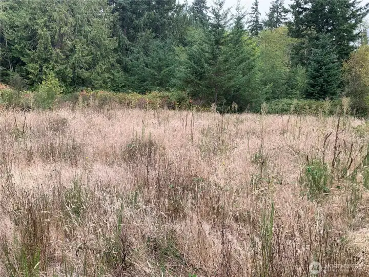 Brush has started to grow back since 2023.