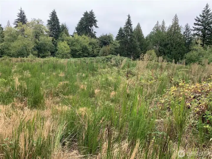 Looking east to the back property line.