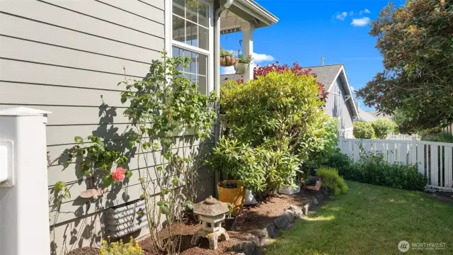 Side yard with roses!