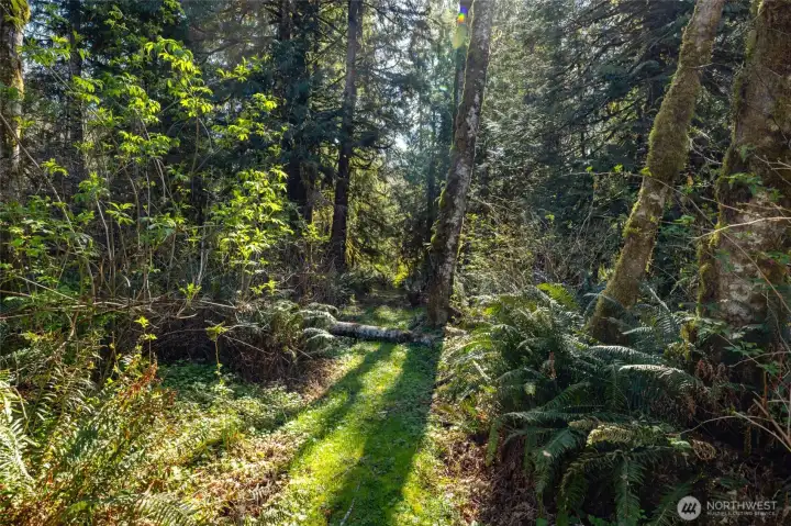 Imagine the trails you'll have to explore, right out your back door.  Wildlife like deer, elk, and bobcat visit frequently.