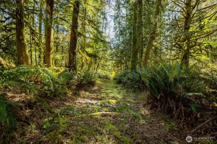 Trails run throughout the 32+ acres...and you can just keep wandering right onto the adjacent DNR (Department of Natural Resources) public lands.