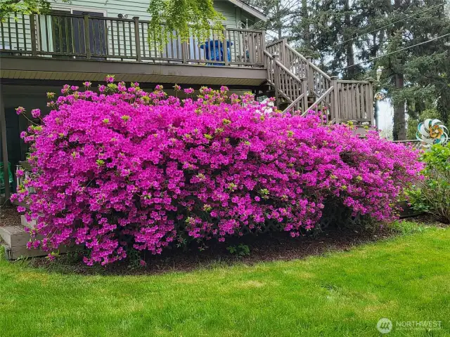 Azaleas when in full bloom, does not currently look like this.