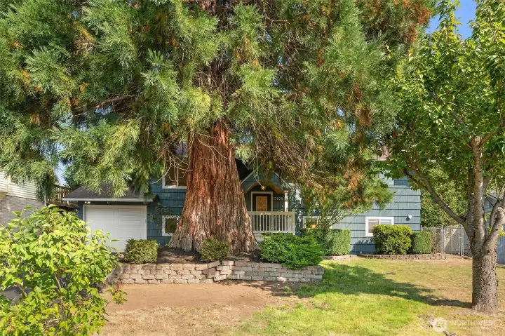 Mature landscaping featuring fruit trees
