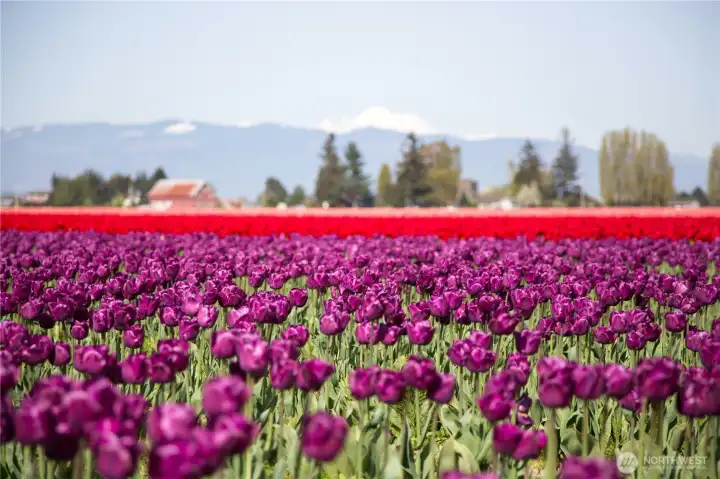 Beautiful Skagit Valley.