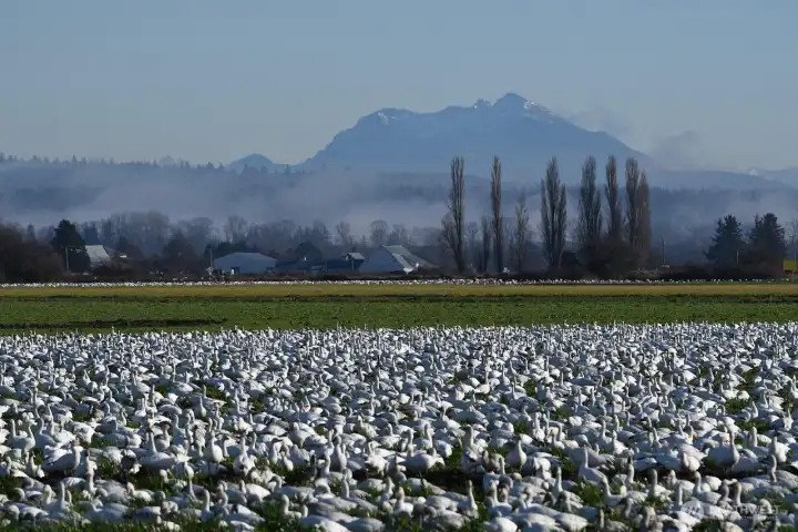 The lush fields of Skagit Valley.