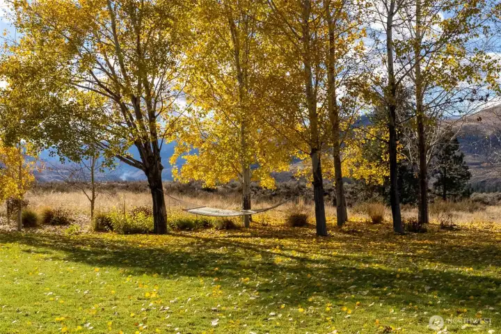 There are lots of quiet spots in and around the ranch house including this hammock in a delightful aspen grove.