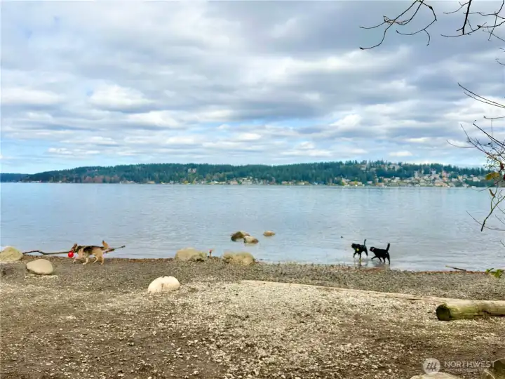Magnuson Dog Beach