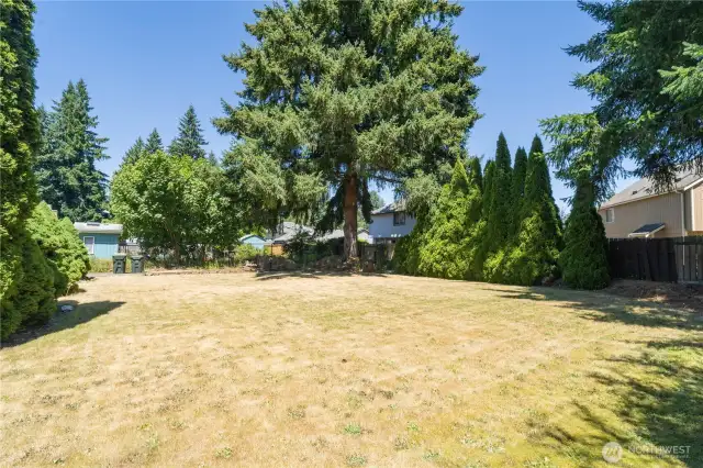 Mature trees for privacy