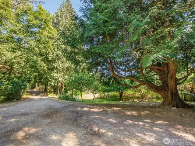 1-story with Basement, Garden, Cedar Trees, and more!