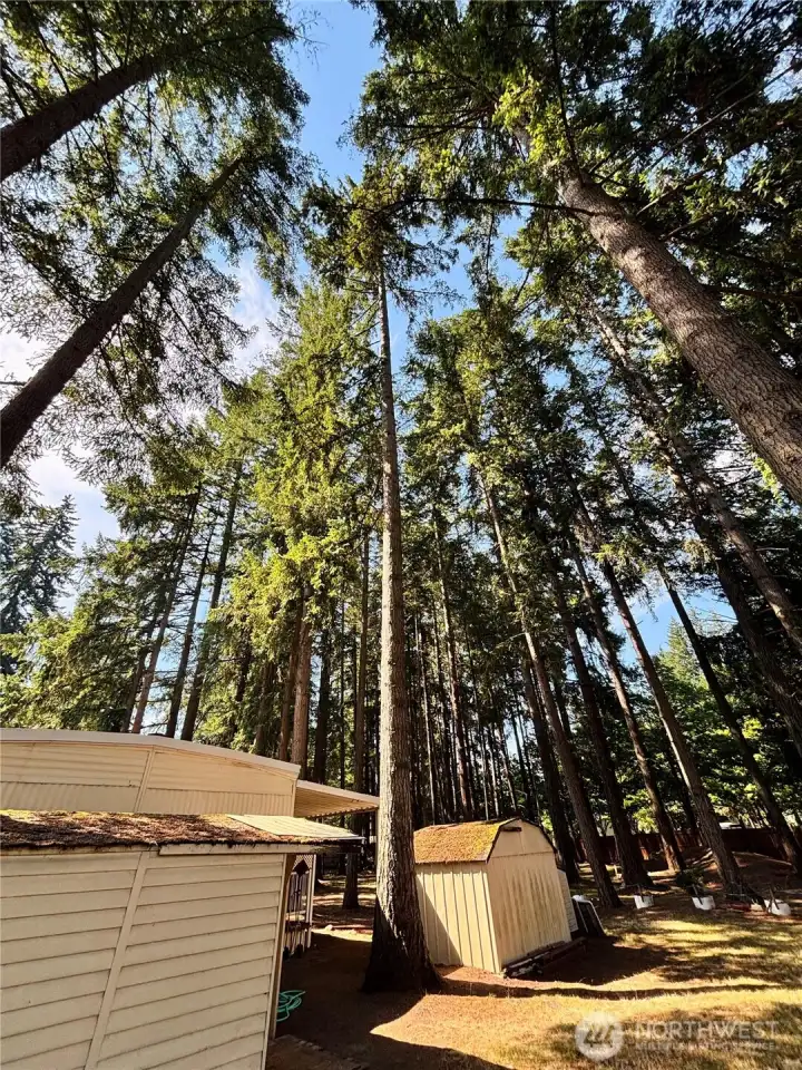 Mature trees on the property