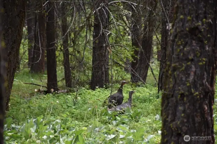 Wild turkeys in yard