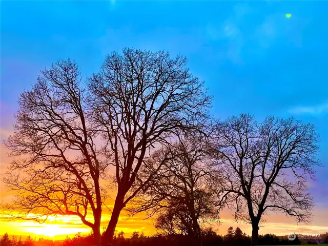 Beautiful oaks grace the common area