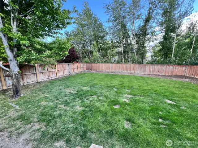 Backyard