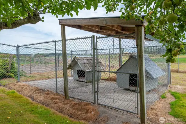Backyard dog kennels.
