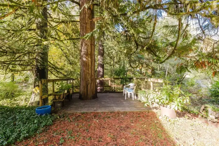 Deck overlooking the creek -watch salmon spawn