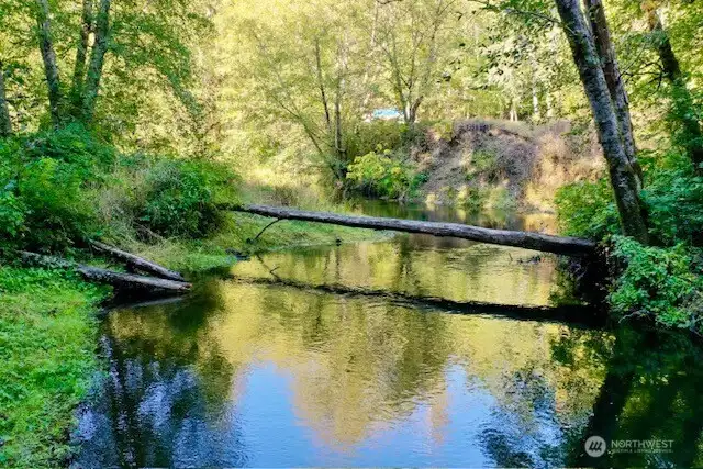 Creek with squirrel bridge